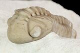 Detailed, Long Kainops Trilobite - Oklahoma #95693-1